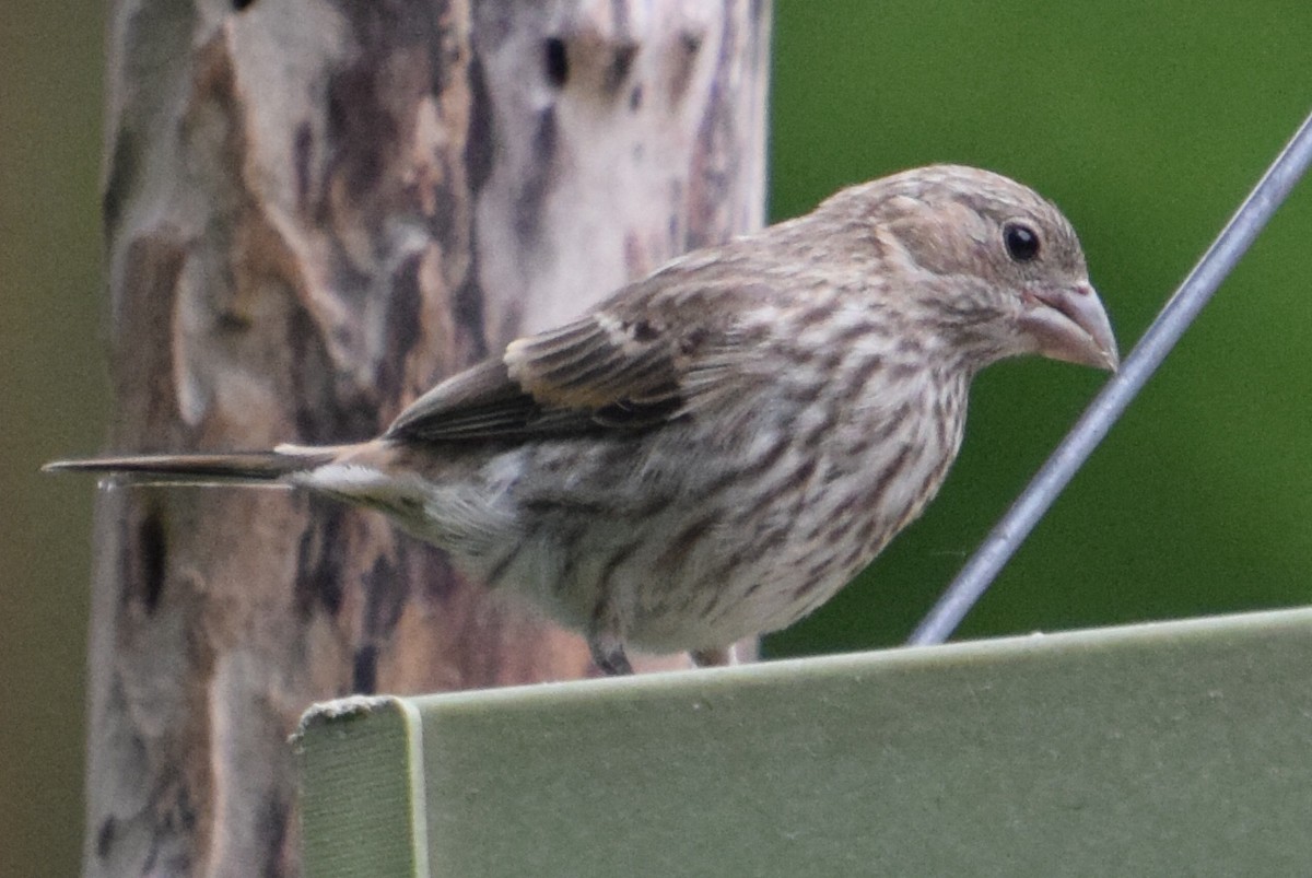 House Finch - Sandy Dion