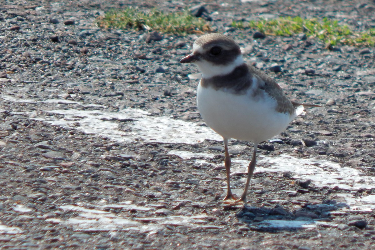 Semipalmated Plover - Sarah Taylor