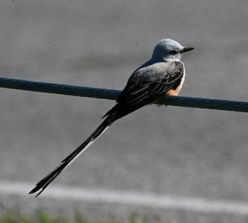 Scissor-tailed Flycatcher - Steve Davis