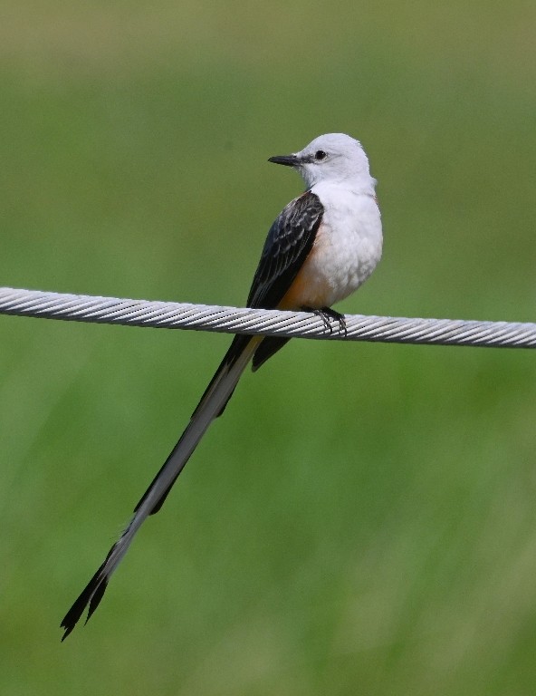 Scissor-tailed Flycatcher - Steve Davis