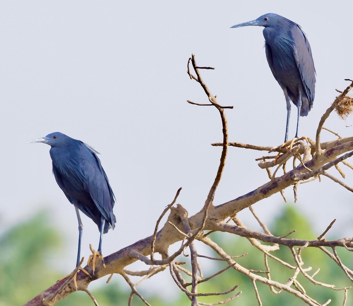 Black Heron - Tony Conway