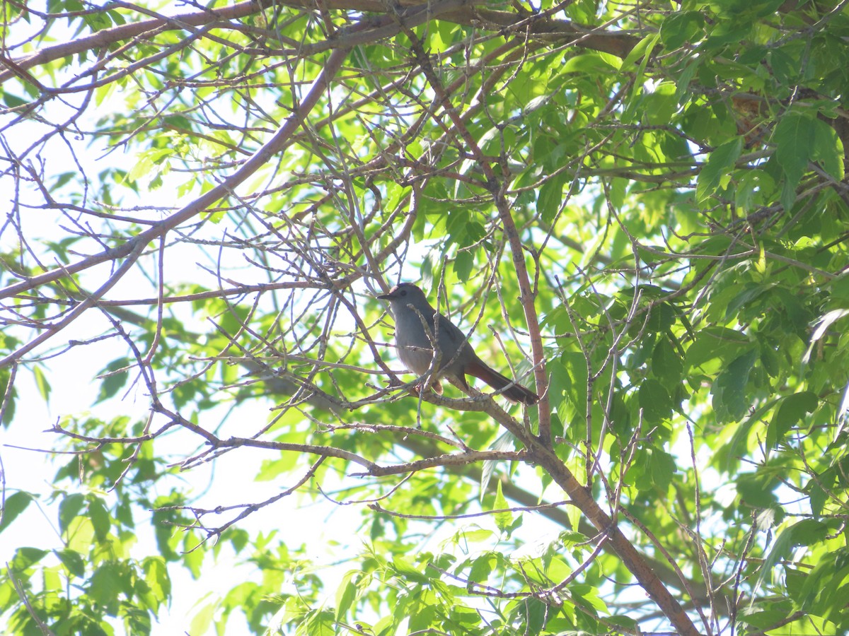 Pájaro Gato Gris - ML619532542