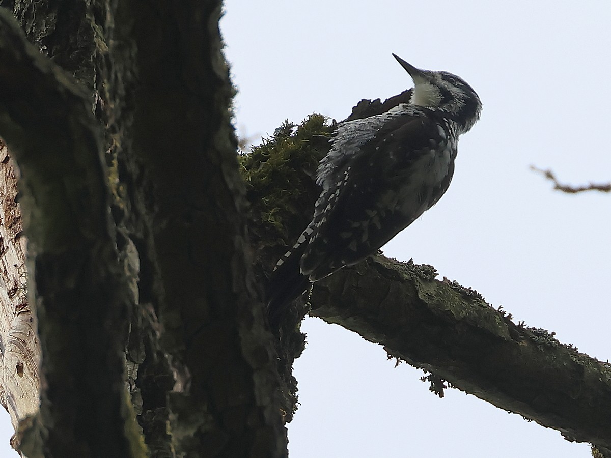 Eurasian Three-toed Woodpecker - Attila Steiner