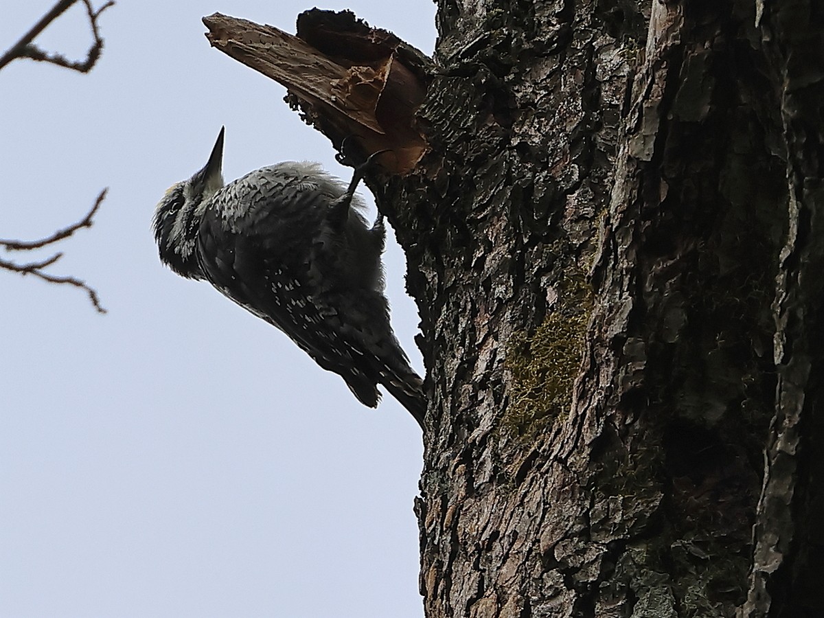 Eurasian Three-toed Woodpecker - Attila Steiner