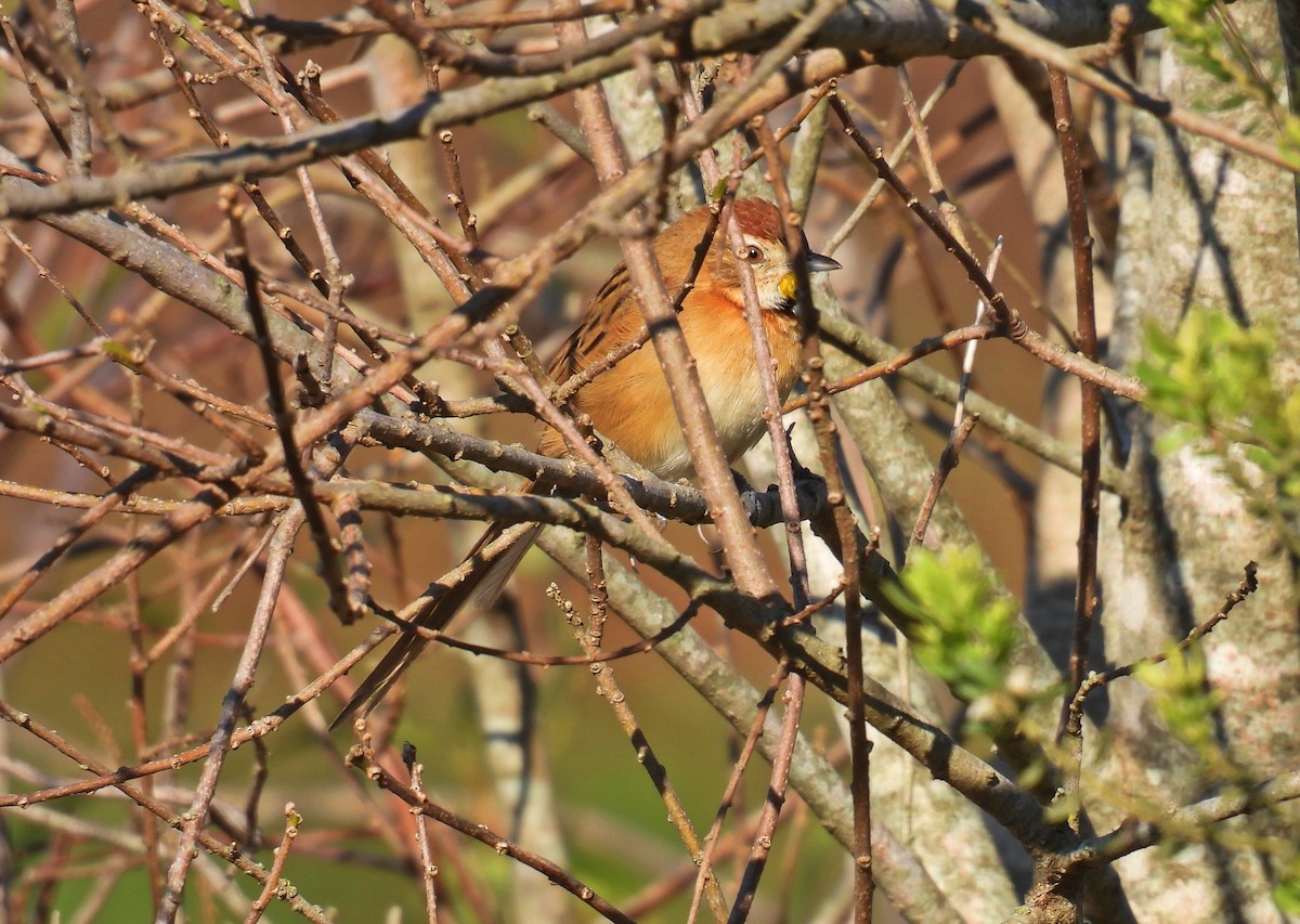 Chotoy Spinetail - ML619532554