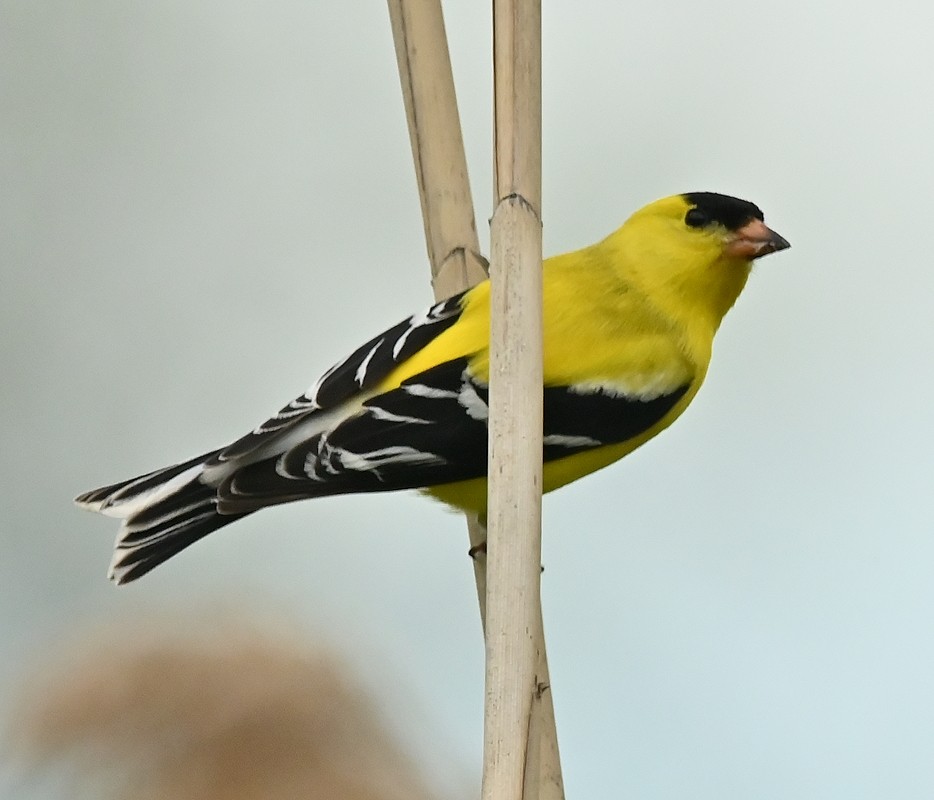 American Goldfinch - Regis Fortin