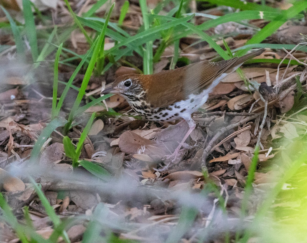 Wood Thrush - William Price