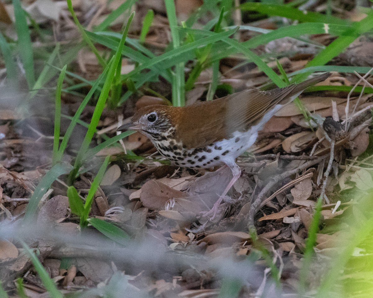 Wood Thrush - William Price