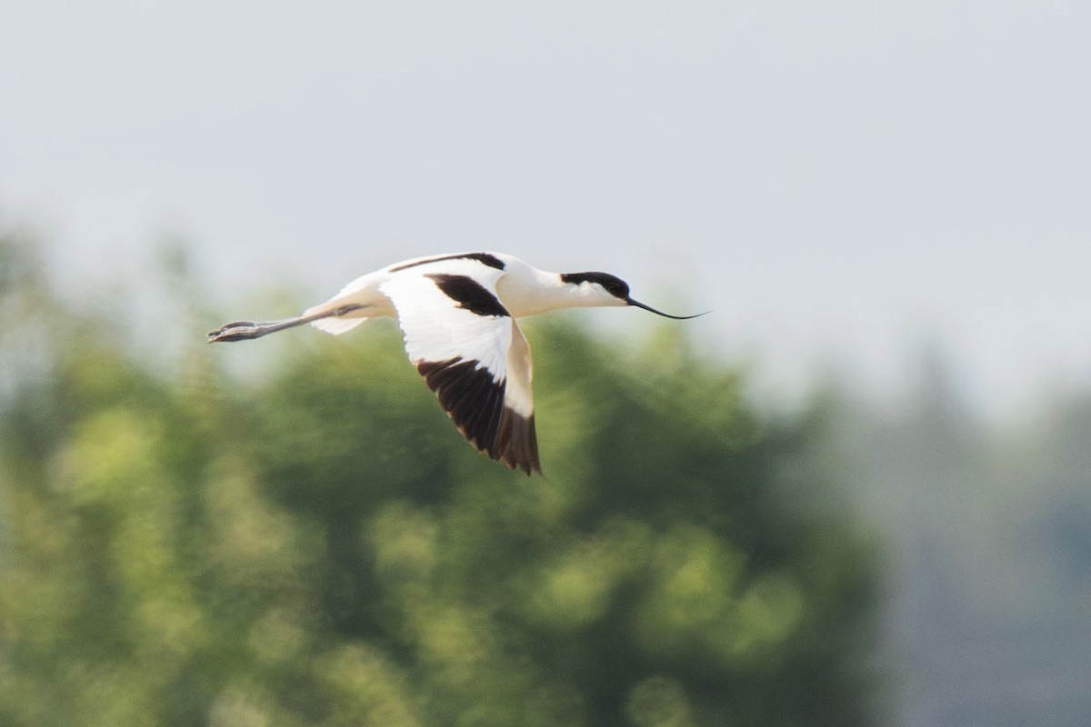 反嘴鴴 - ML619532558