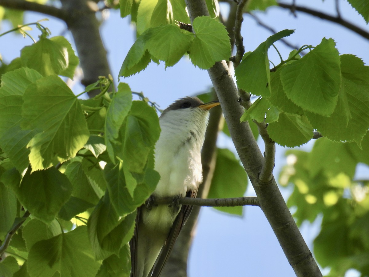 Yellow-billed Cuckoo - ML619532559