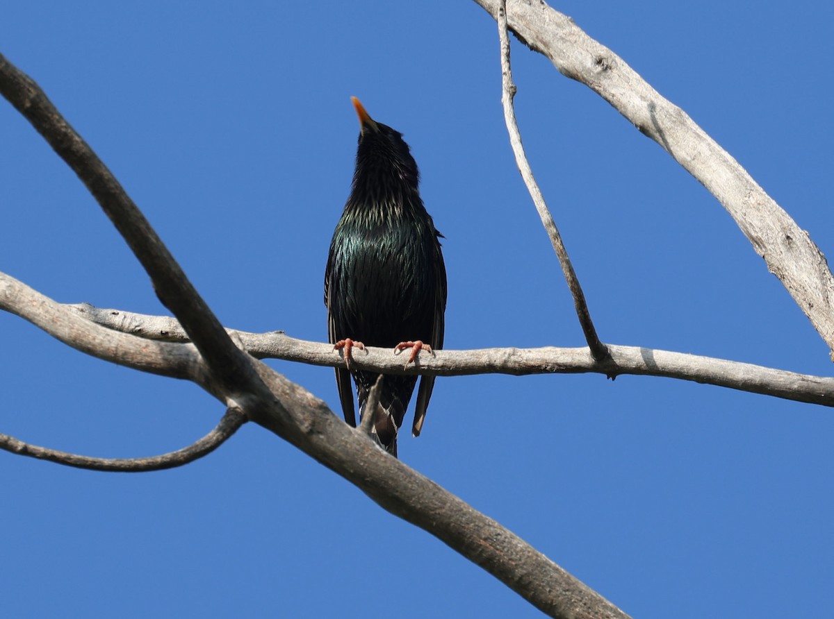 European Starling - ML619532560