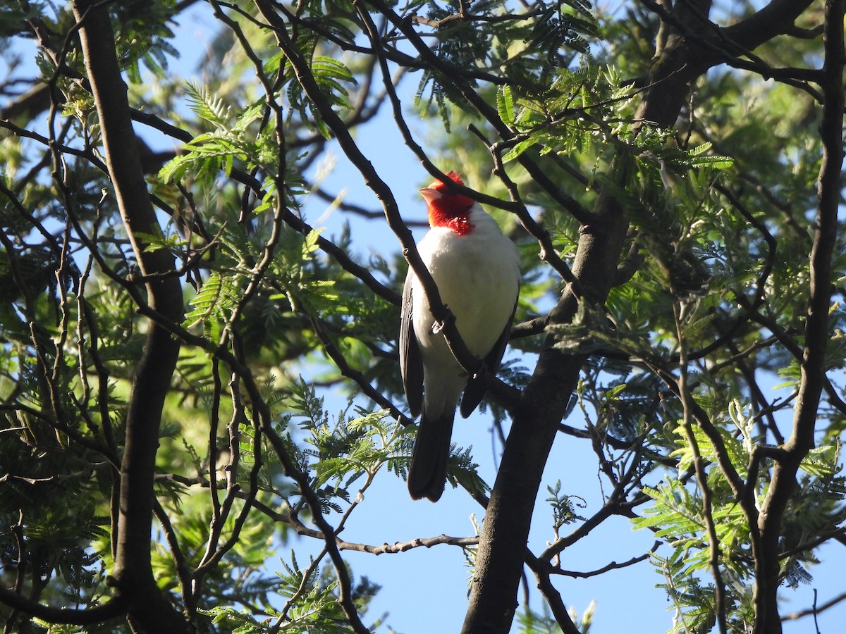 Red-crested Cardinal - Gino Guachamín