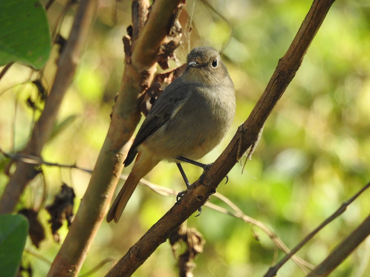 Hodgson's Redstart - ML619532581