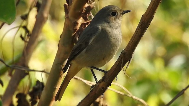 Hodgson's Redstart - ML619532592