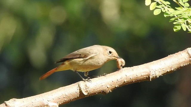 Hodgson's Redstart - ML619532593