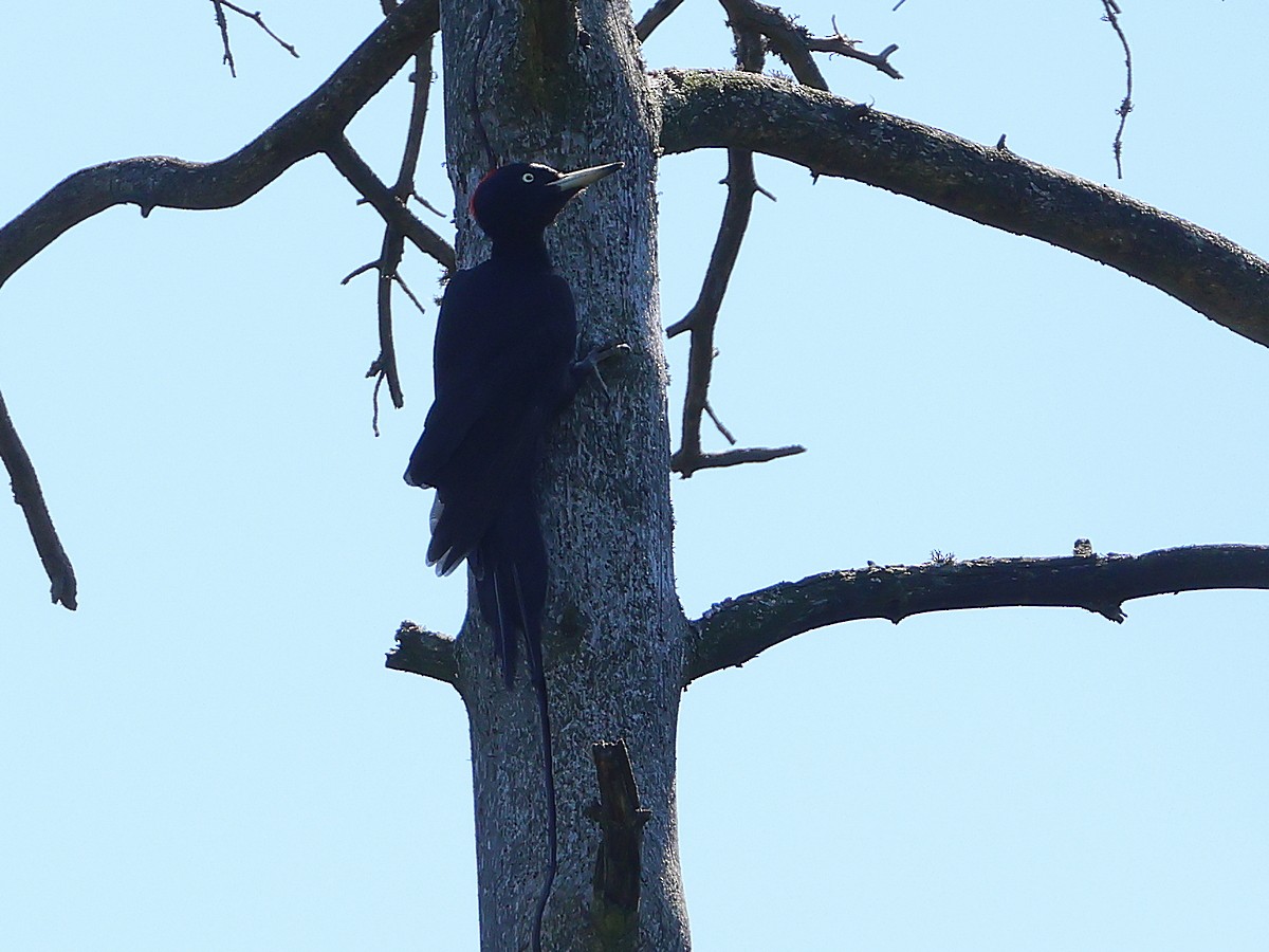 Black Woodpecker - Attila Steiner