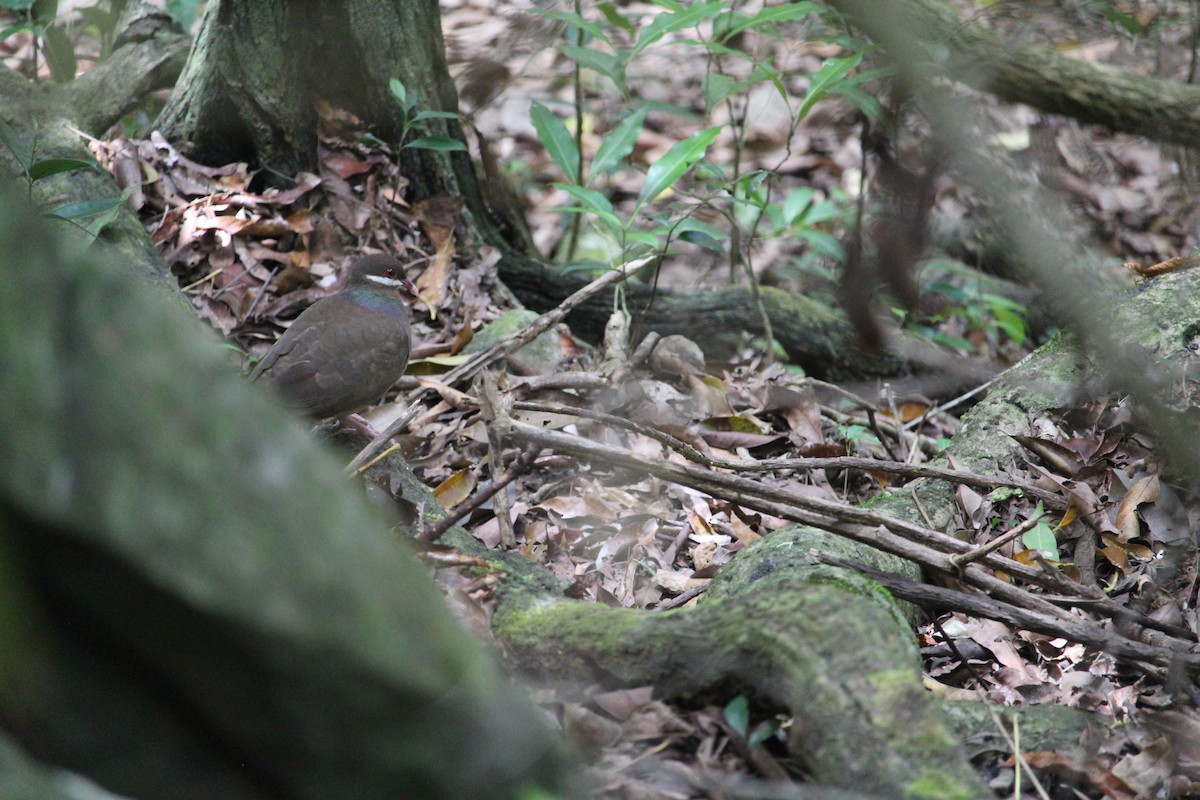 Bridled Quail-Dove - Martijn Bolkenbaas