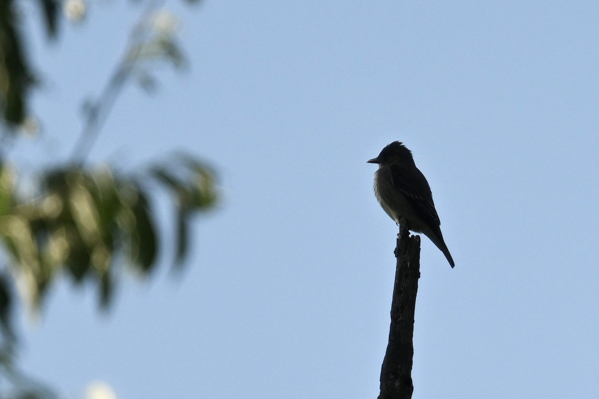 Olive-sided Flycatcher - Deborah Penrose