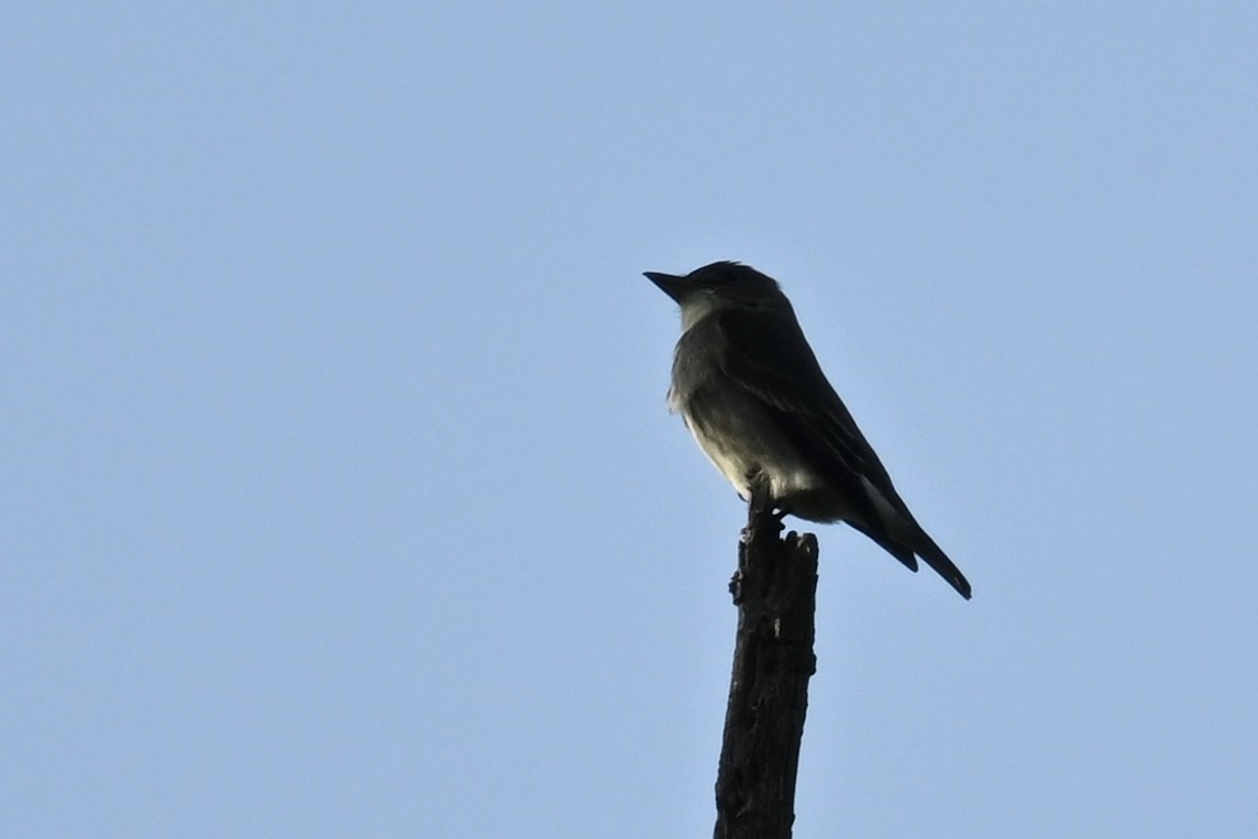 Olive-sided Flycatcher - Deborah Penrose