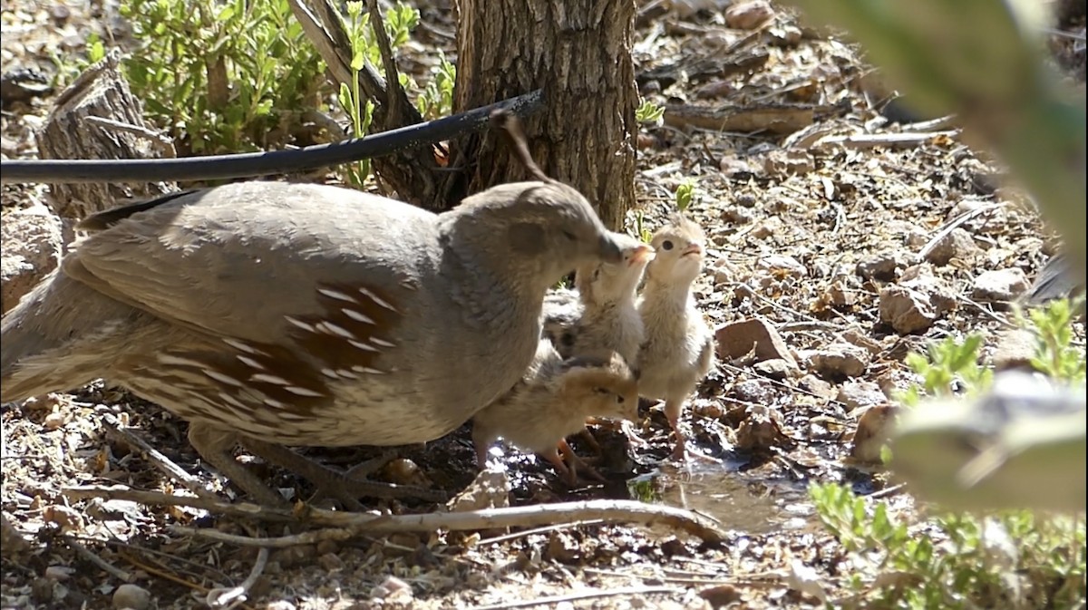 Gambel's Quail - Dennis Wolter