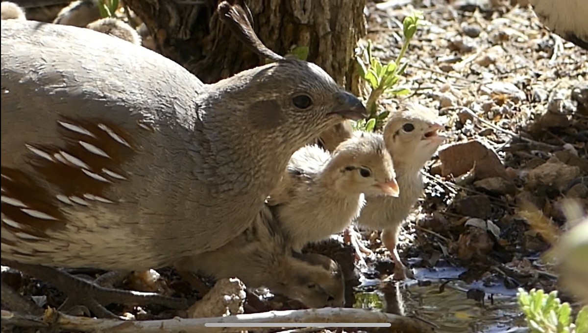 Gambel's Quail - Dennis Wolter