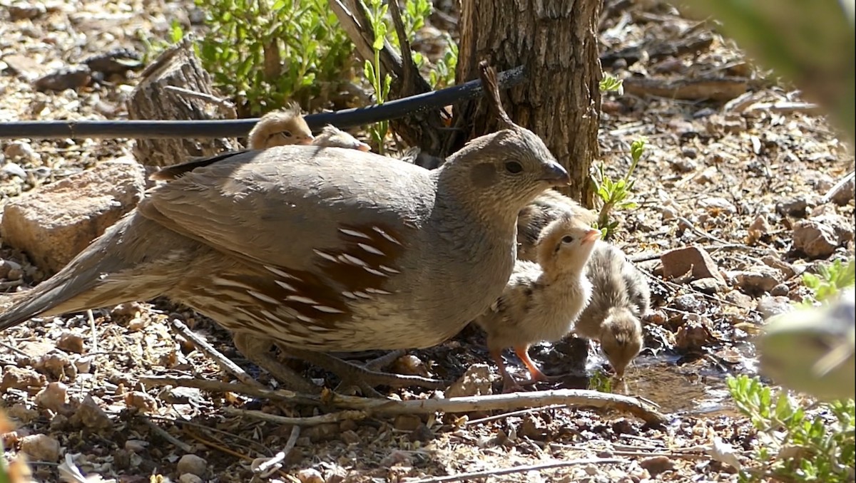 Gambel's Quail - Dennis Wolter