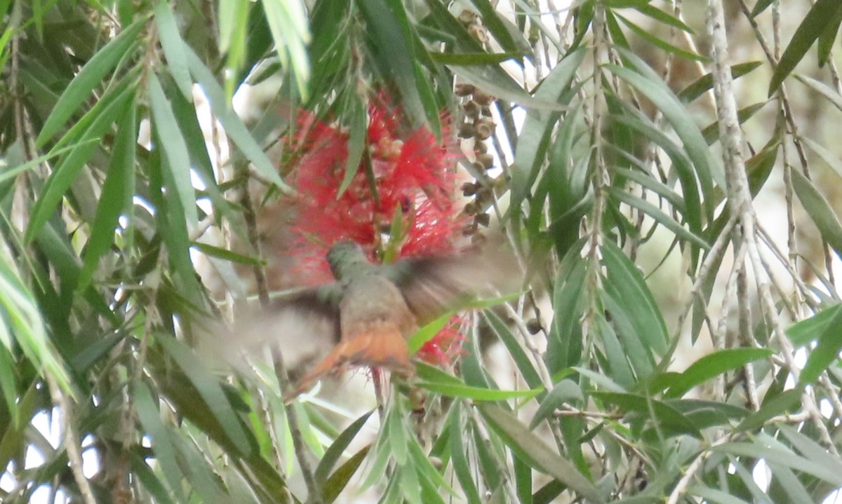 kolibřík ryšavý - ML619532633
