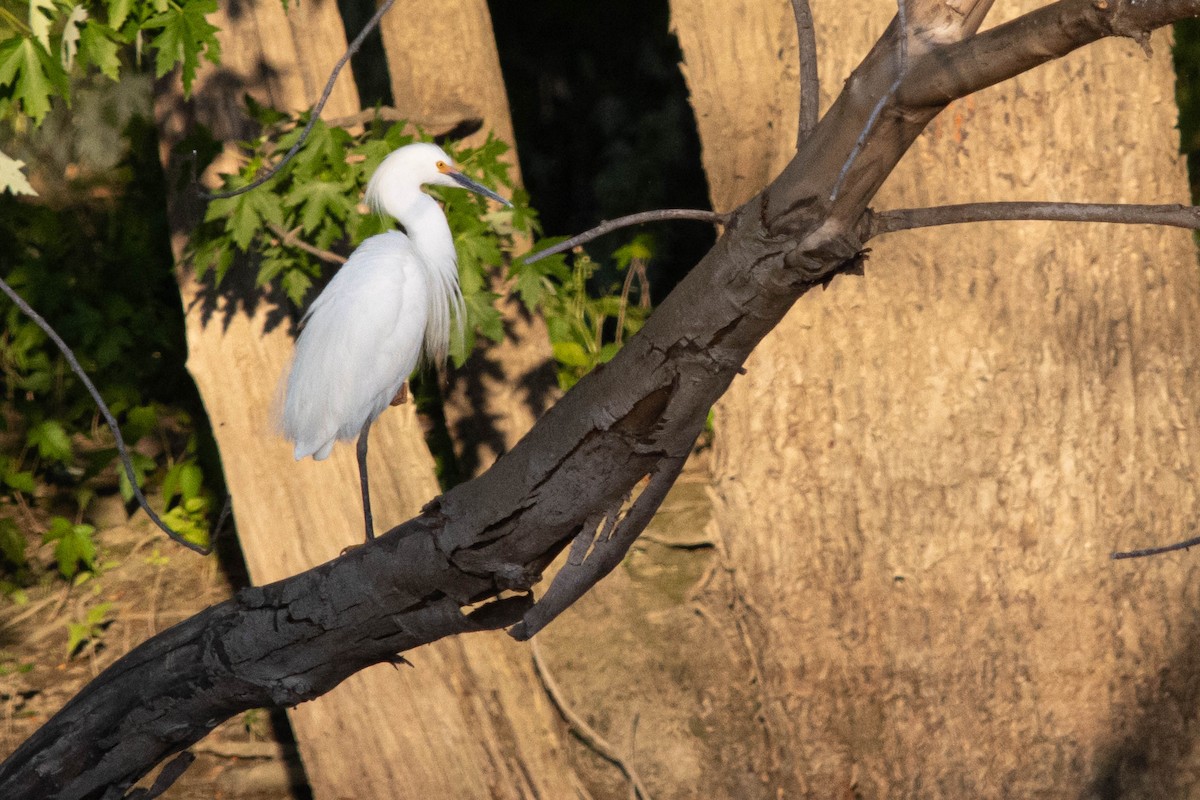 Snowy Egret - ML619532634