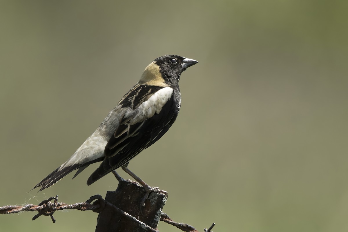 bobolink americký - ML619532635