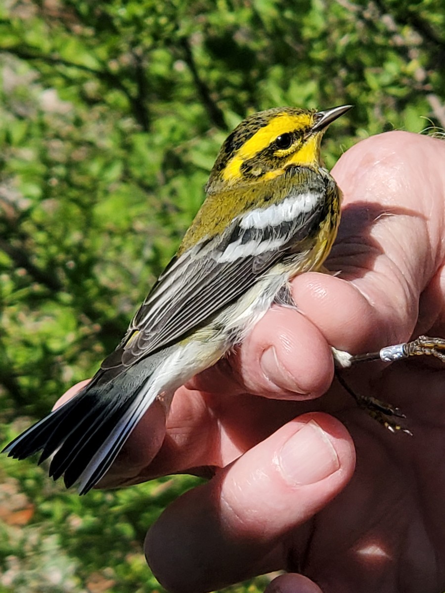 Townsend's Warbler - Nancy Cox