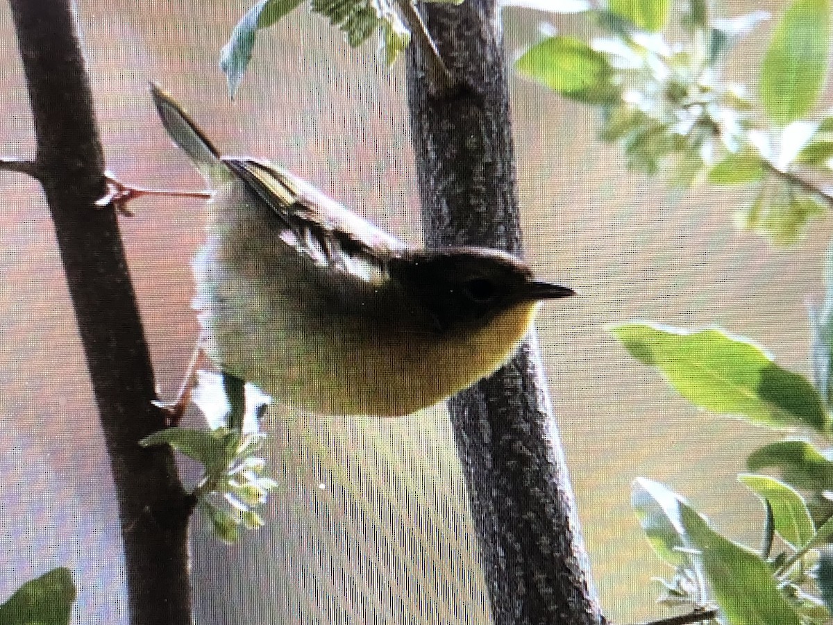 Common Yellowthroat - Jules S