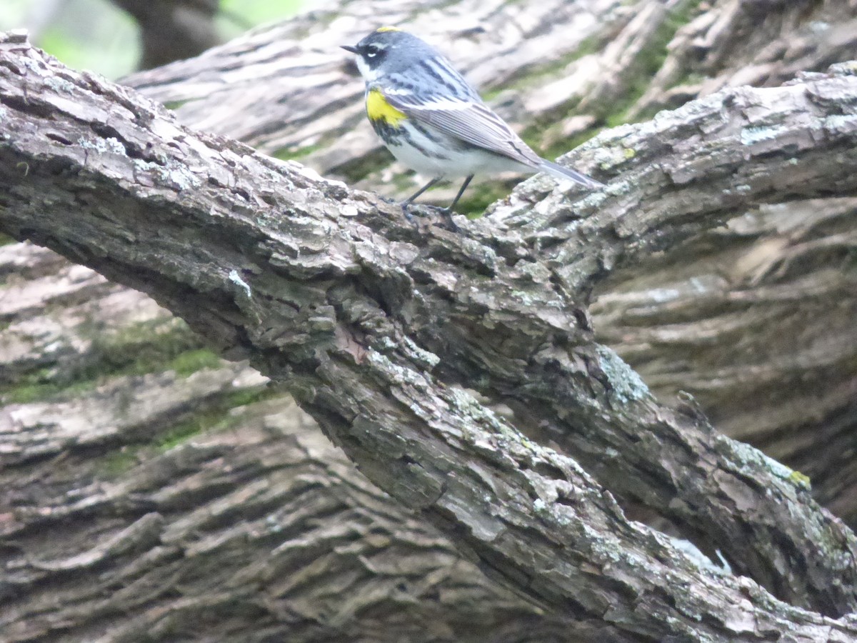 Yellow-rumped Warbler - Jen Malcom