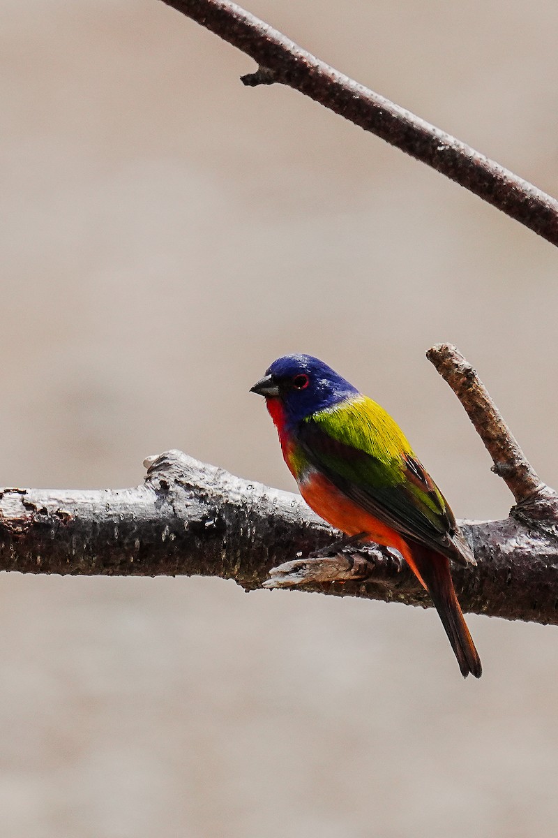 Painted Bunting - Tina Randell 🐦