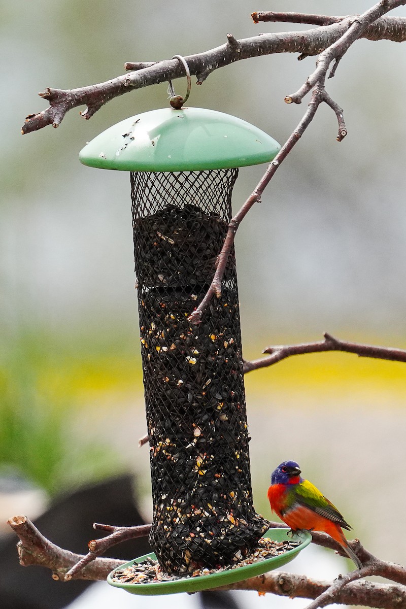 Painted Bunting - Tina Randell 🐦