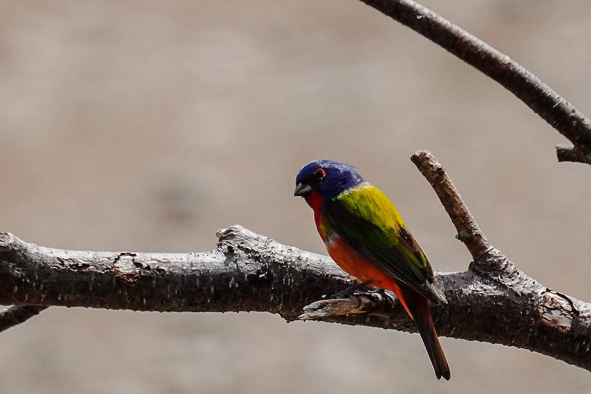 Painted Bunting - Tina Randell 🐦