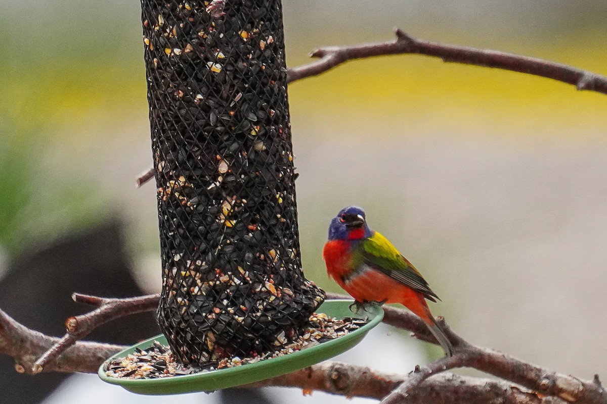 Painted Bunting - ML619532656