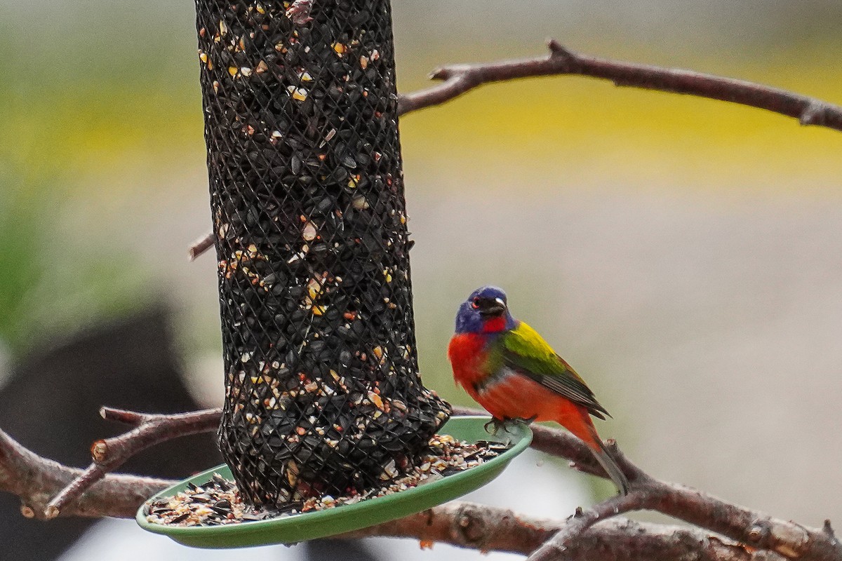 Painted Bunting - Tina Randell 🐦