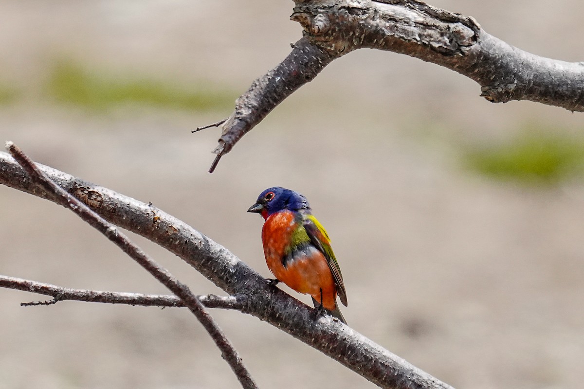 Painted Bunting - Tina Randell 🐦