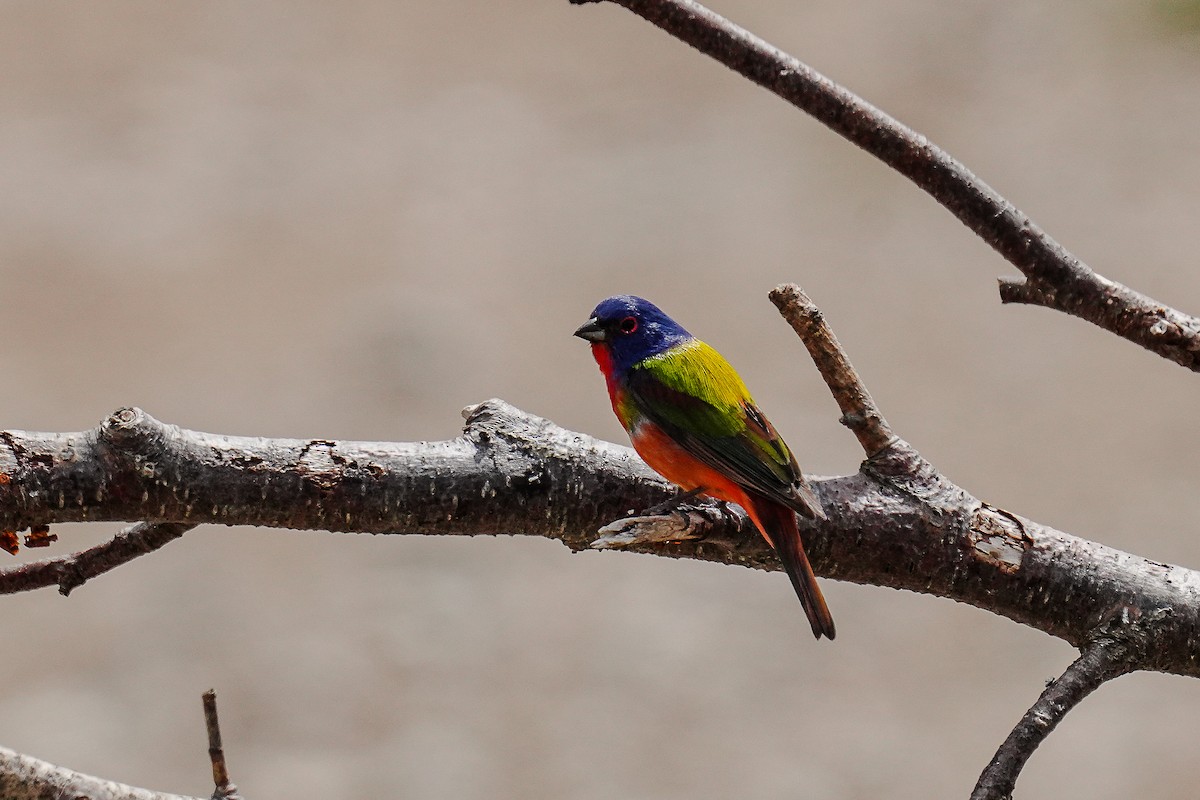 Painted Bunting - Tina Randell 🐦