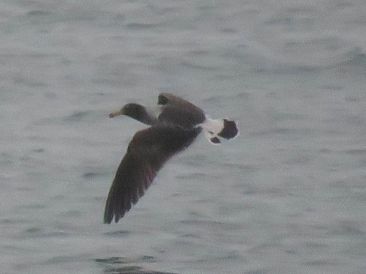 Belcher's Gull - Ed Vigezzi