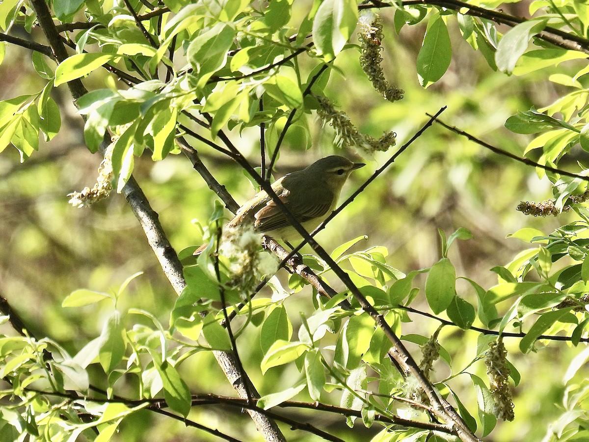 Warbling Vireo - Jeanne Tucker