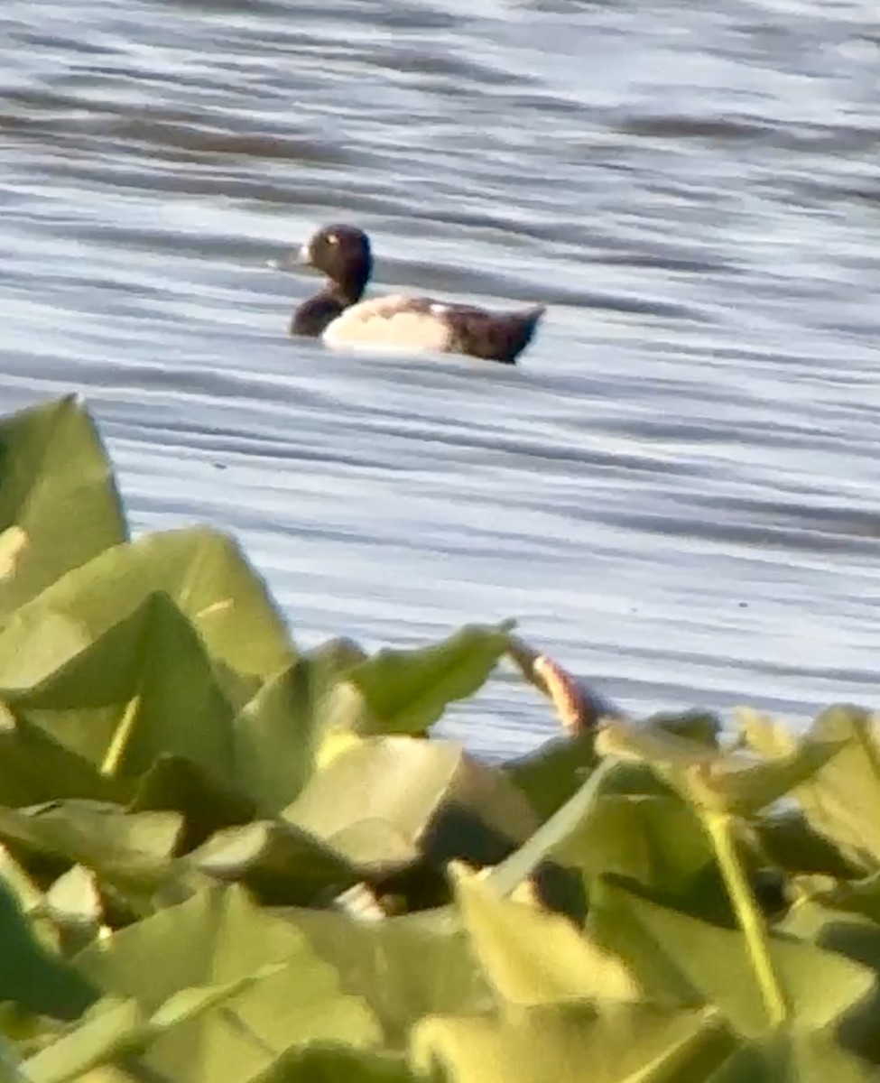 Ring-necked Duck - Soule Mary