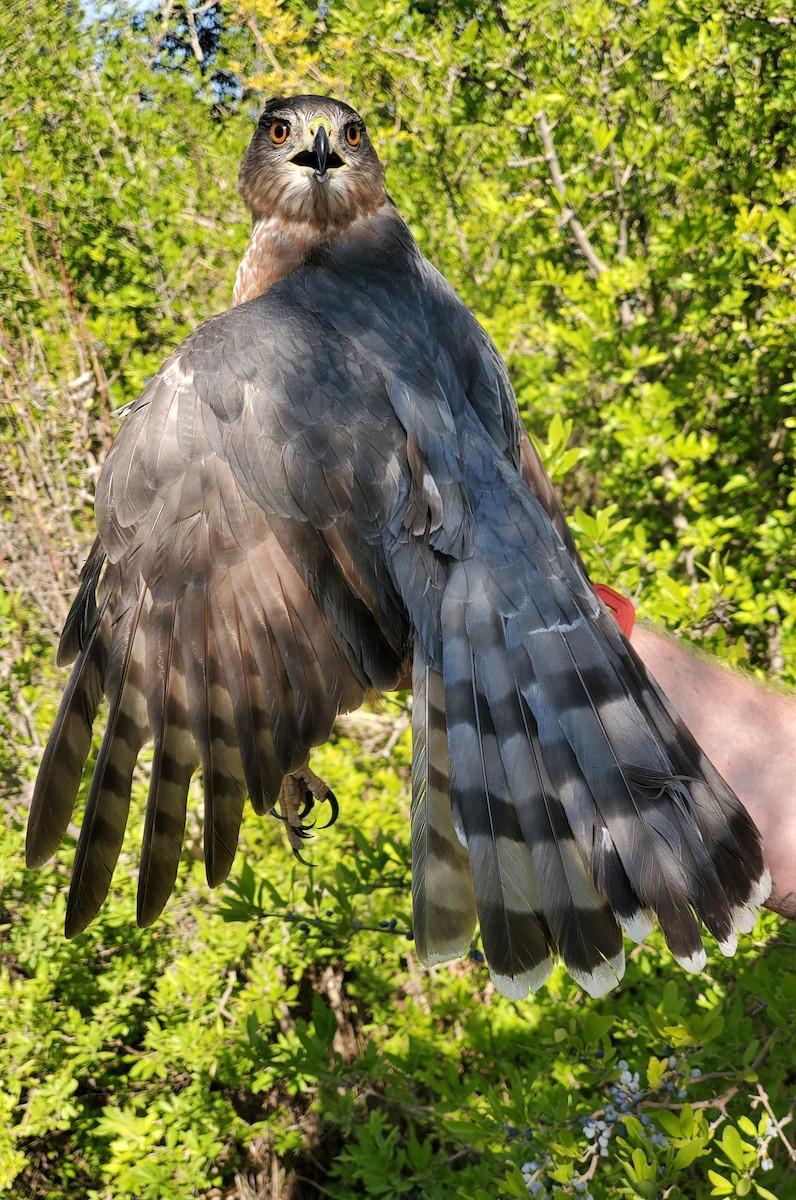 Cooper's Hawk - Nancy Cox