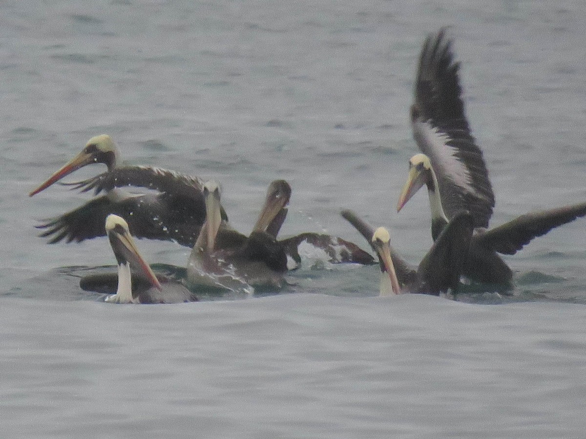 Peruvian Pelican - Ed Vigezzi