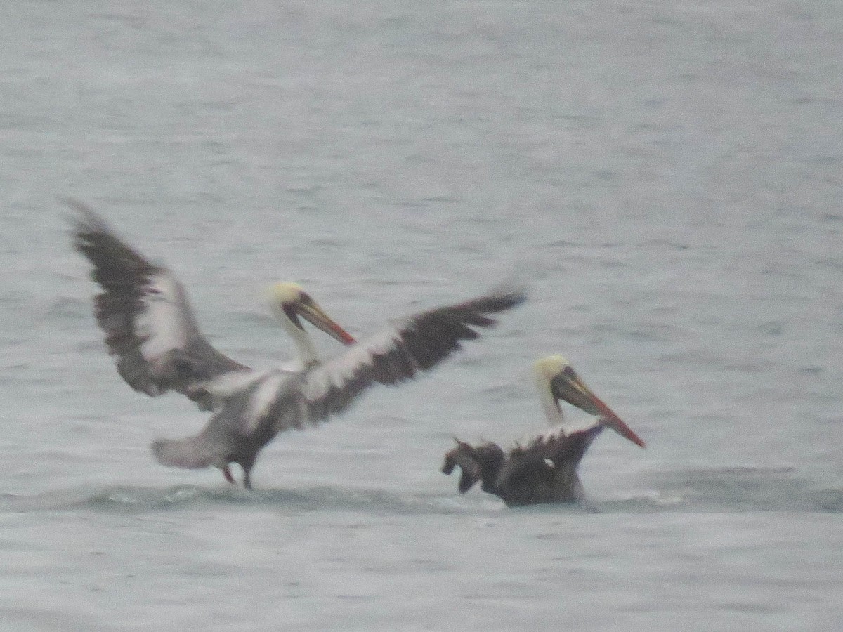 Peruvian Pelican - Ed Vigezzi