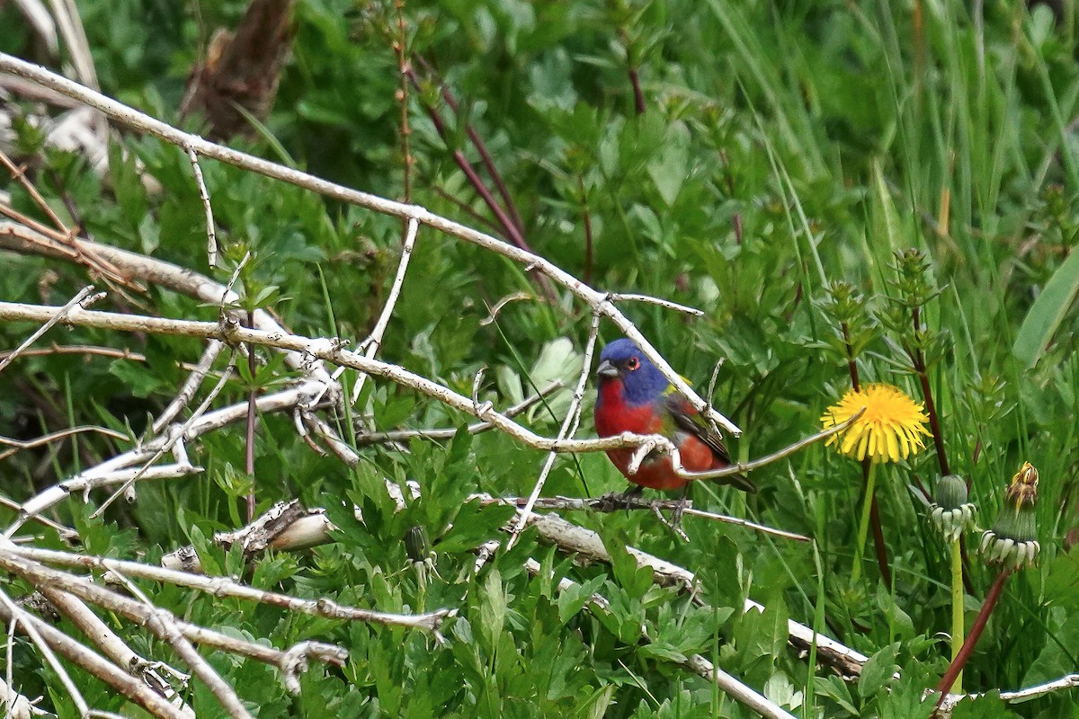 Painted Bunting - Tina Randell 🐦