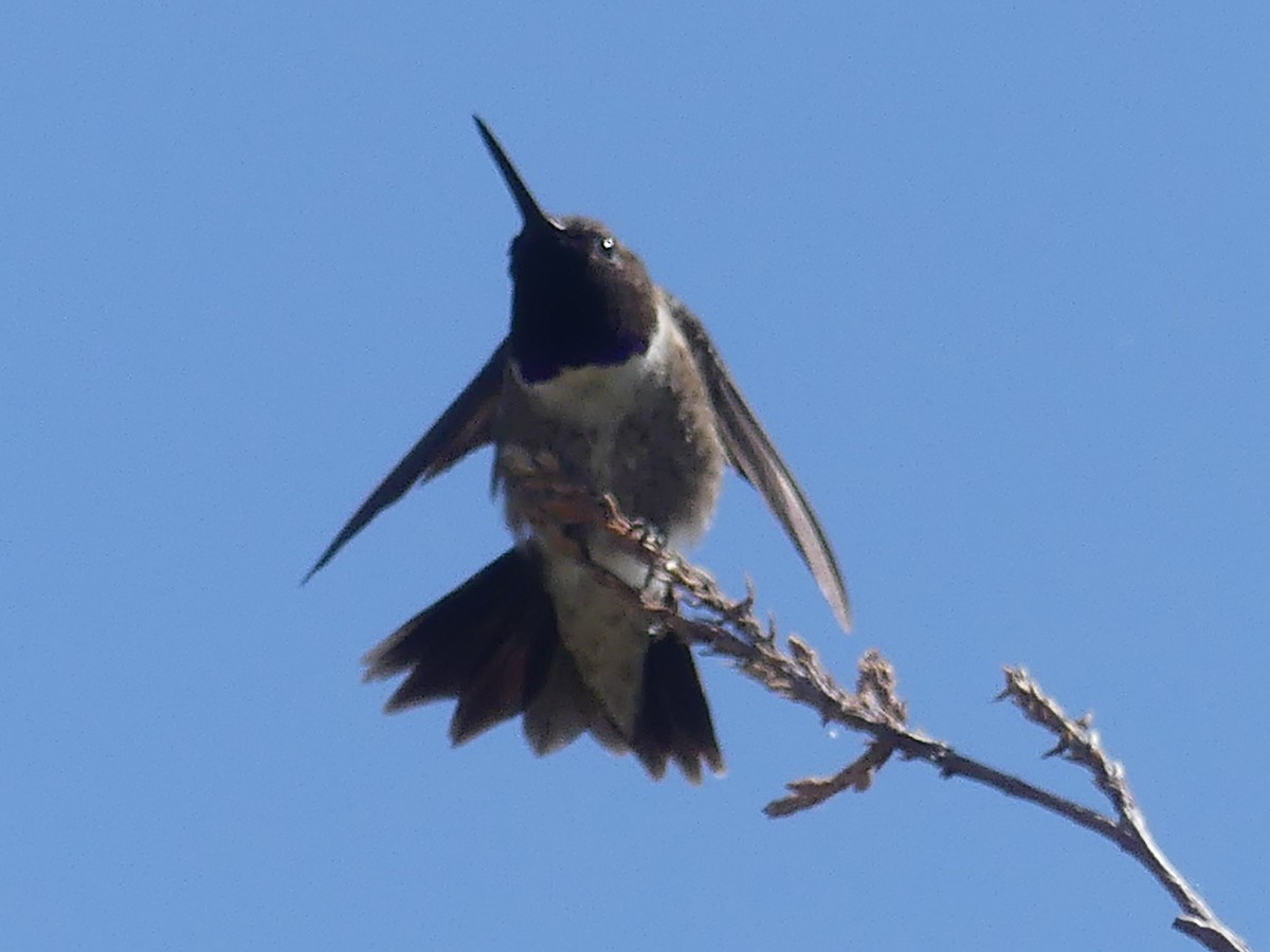 Black-chinned Hummingbird - Dennis Wolter