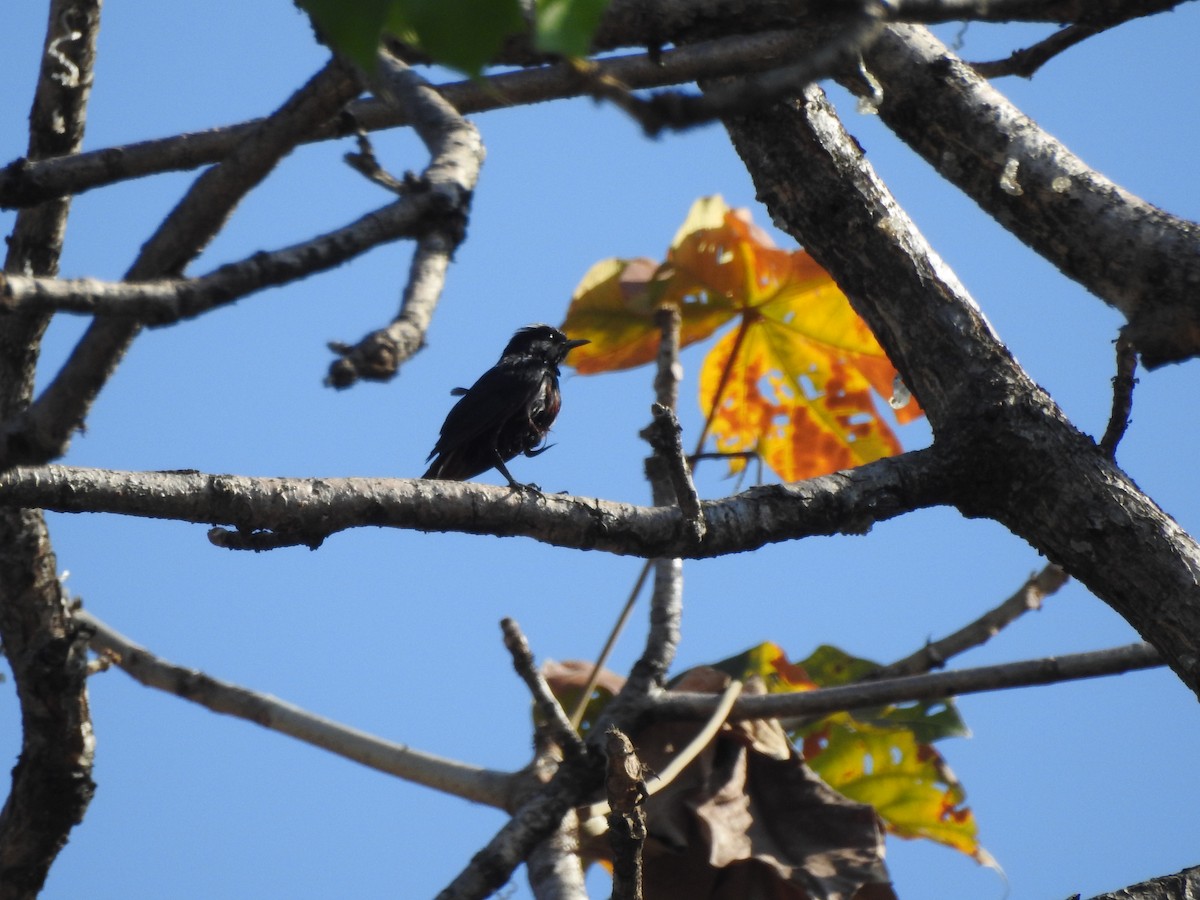 White-capped Redstart - ML619532698