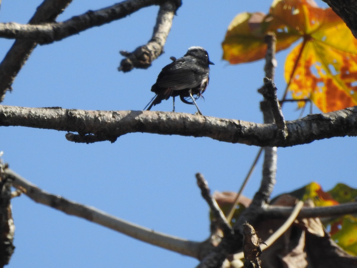 White-capped Redstart - ML619532700