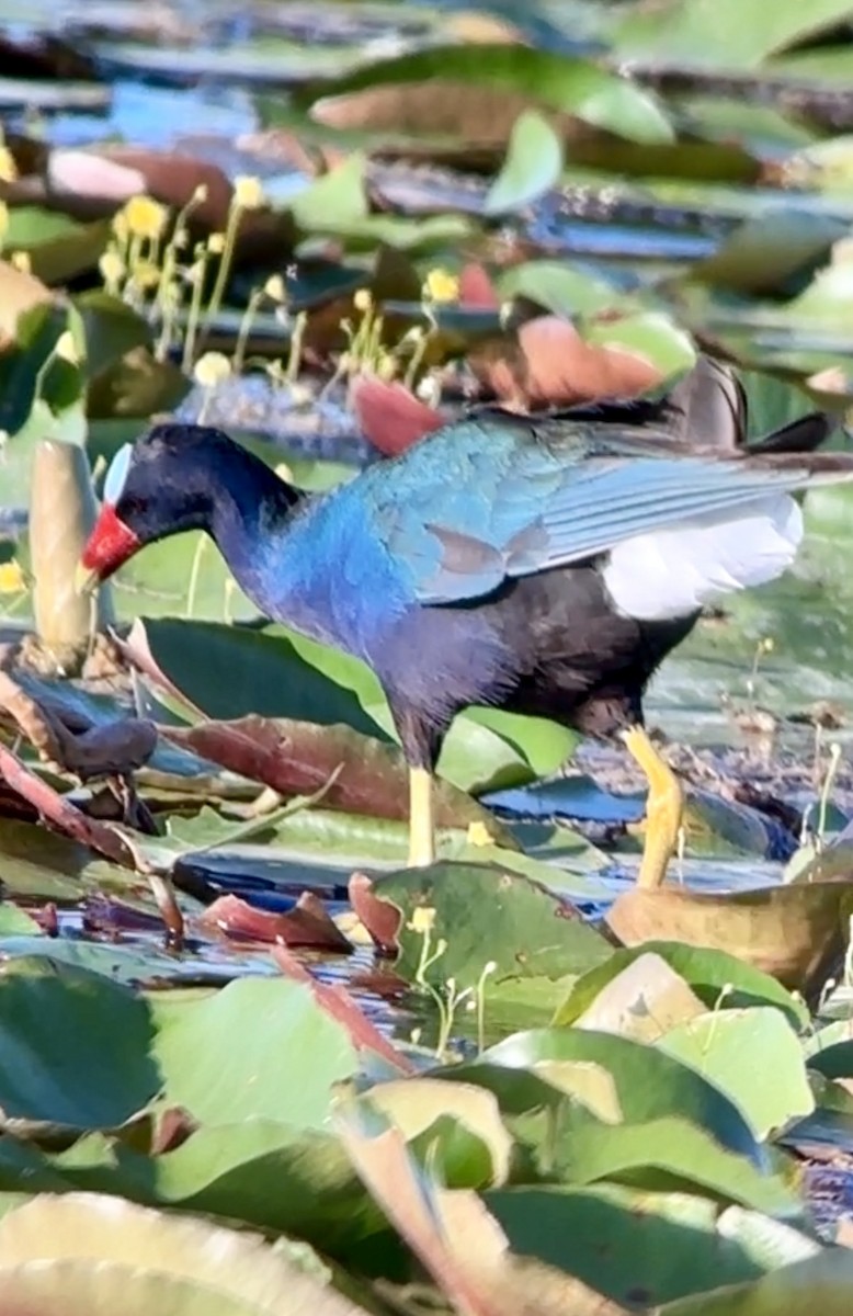 Purple Gallinule - Soule Mary